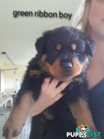 Pure Breed German Rottweilers