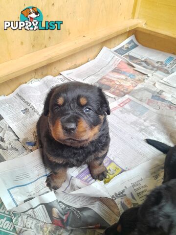 Pure Breed German Rottweilers