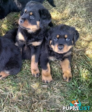 Pure Breed German Rottweilers