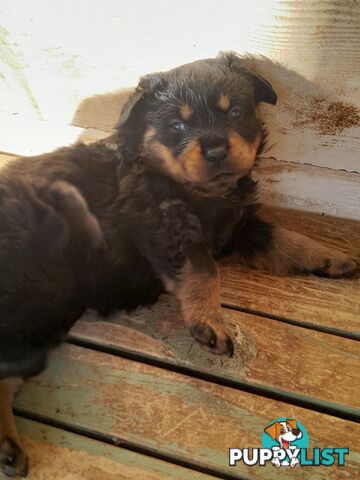 Pure Breed German Rottweilers