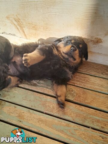 Pure Breed German Rottweilers