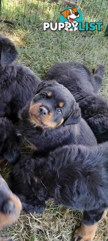 Pure Breed German Rottweilers