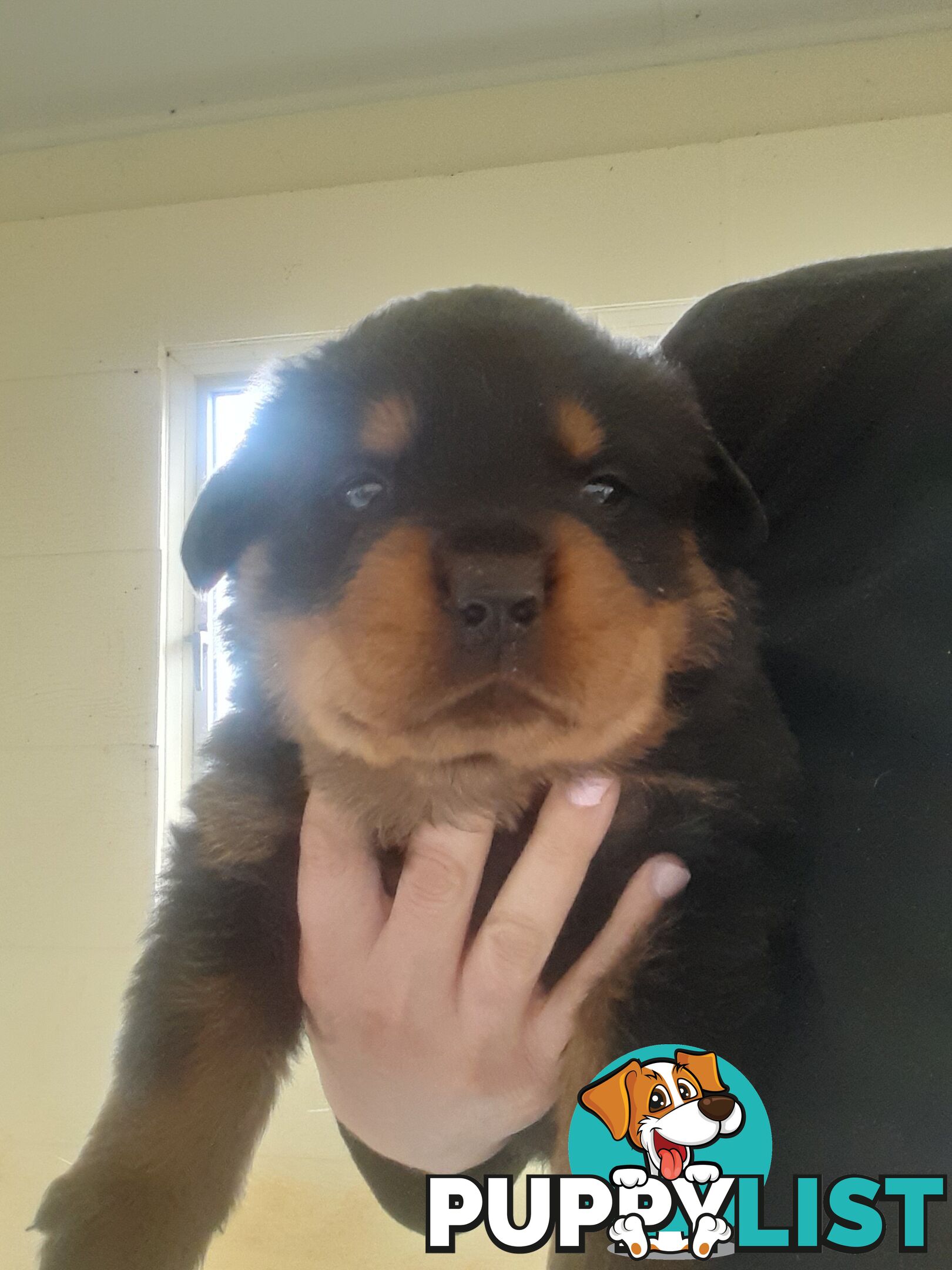 Pure Breed German Rottweilers