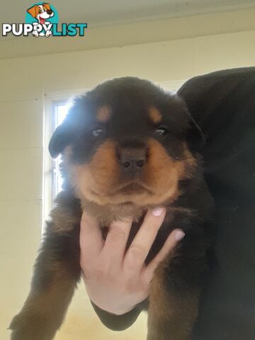 Pure Breed German Rottweilers