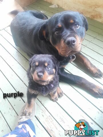 Pure Breed German Rottweilers