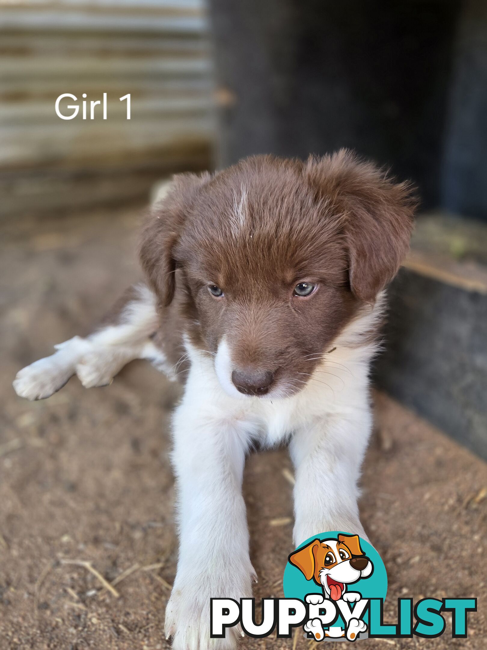 Border Collie pups