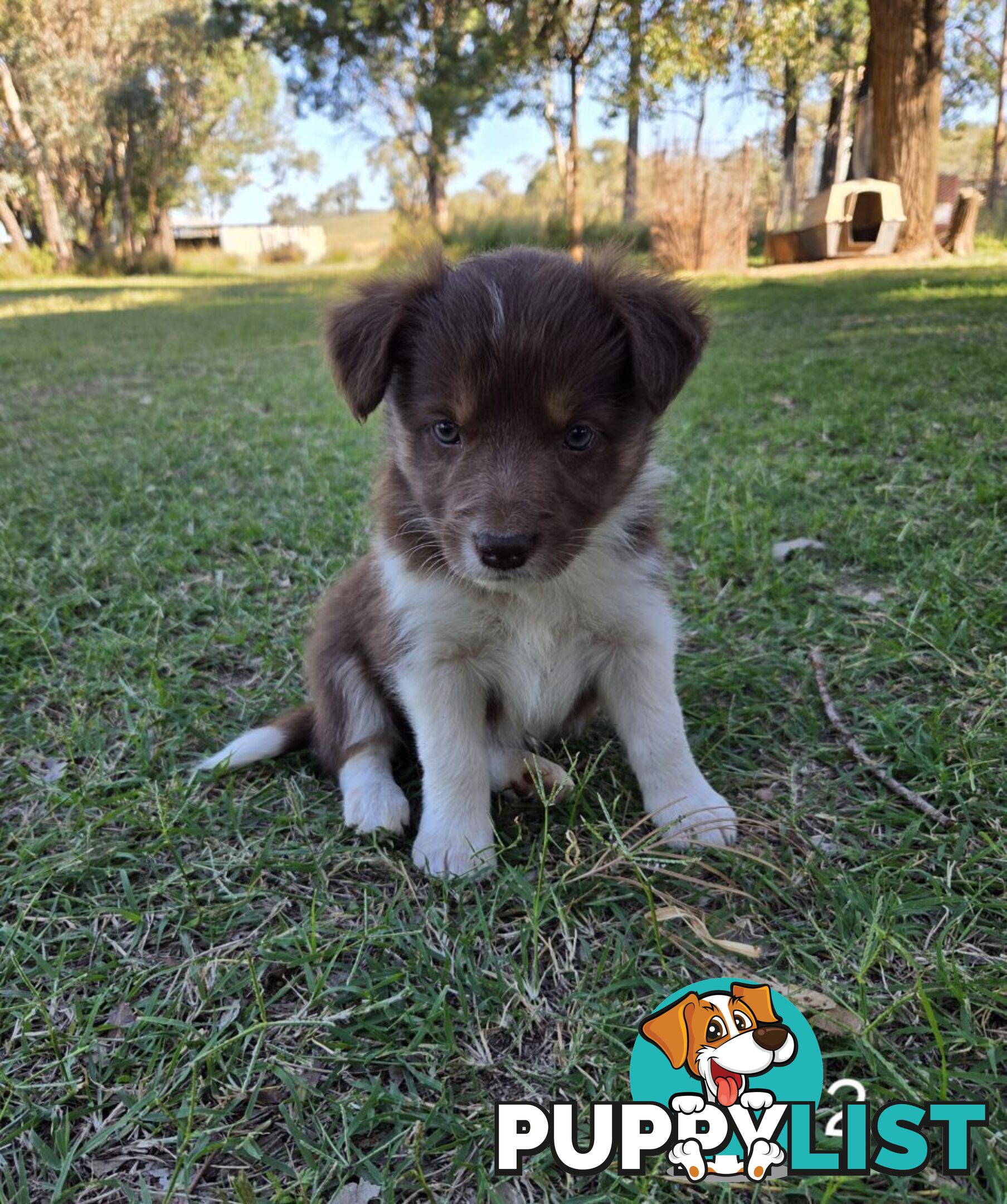 Border Collie pups