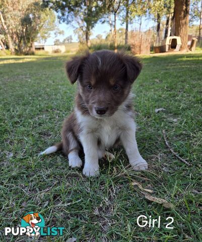 Border Collie pups