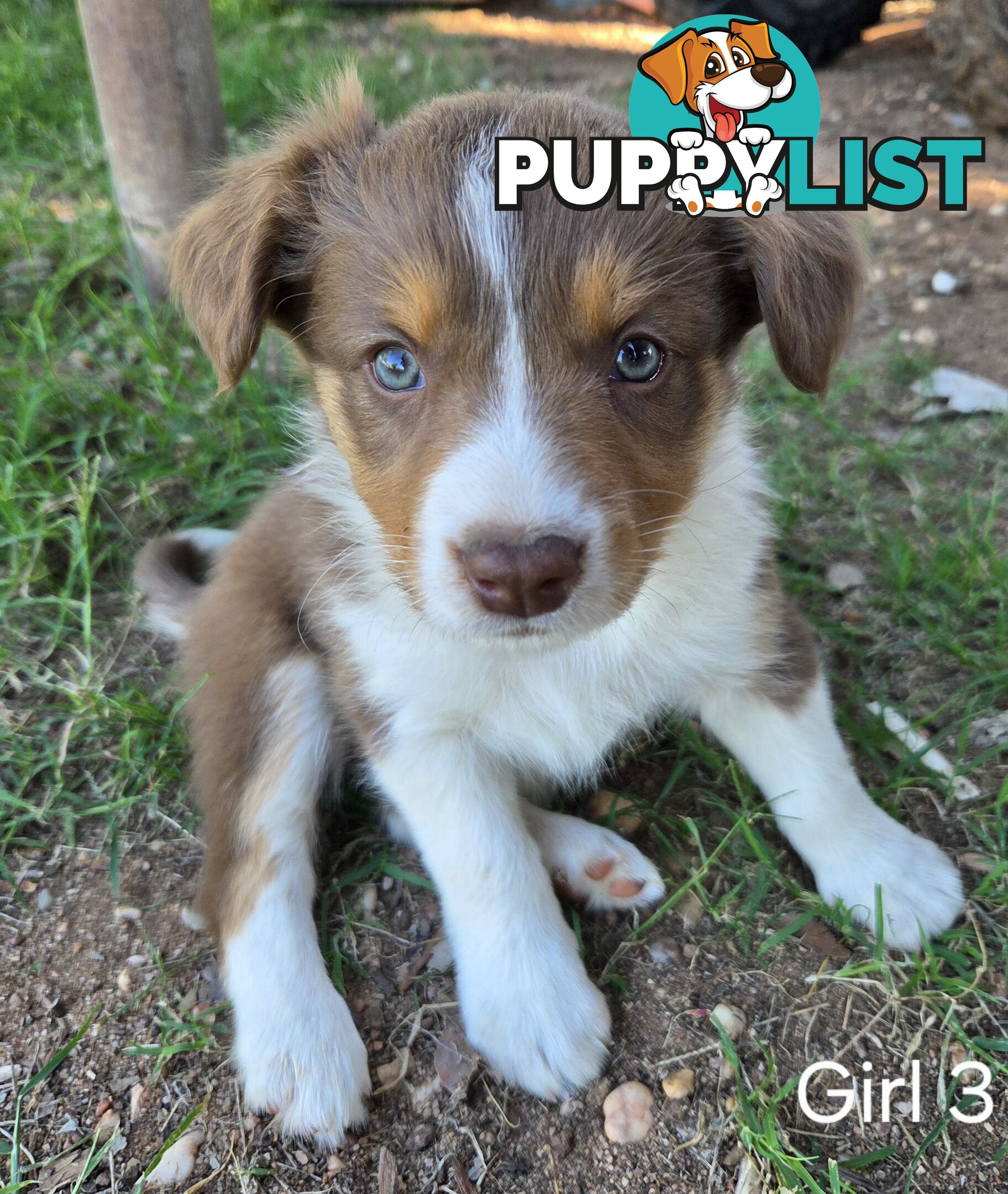 Border Collie pups