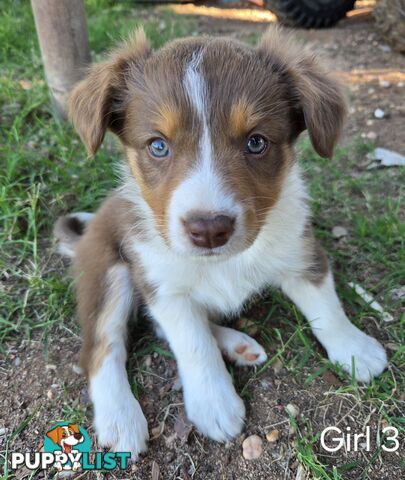 Border Collie pups