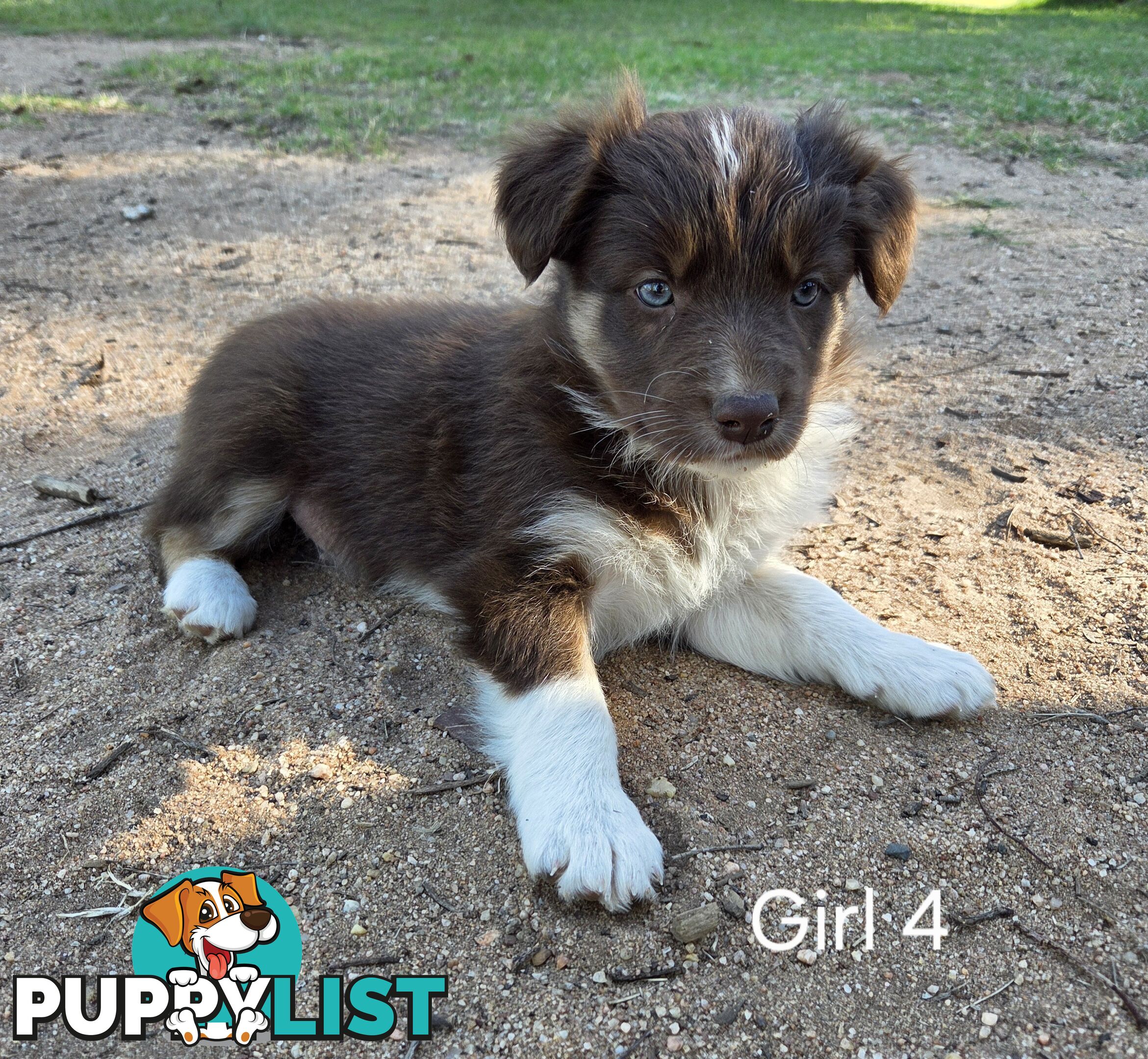 Border Collie pups