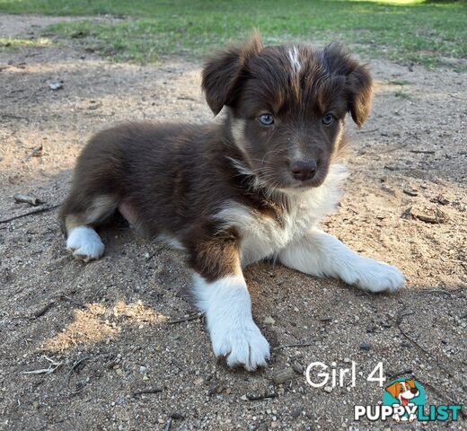 Border Collie pups