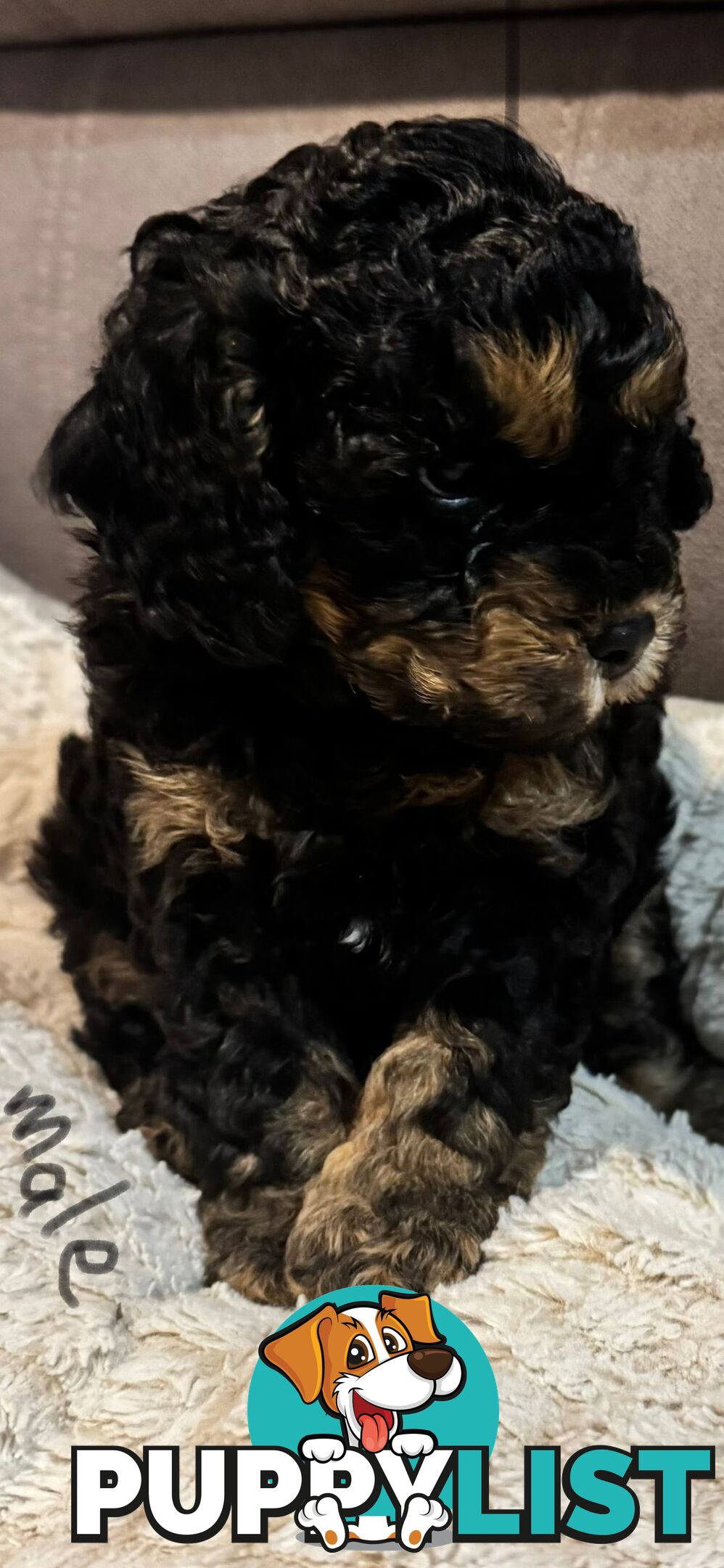 Cavoodle puppies - 2 female, 1 male