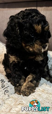 Cavoodle puppies - 2 female, 1 male