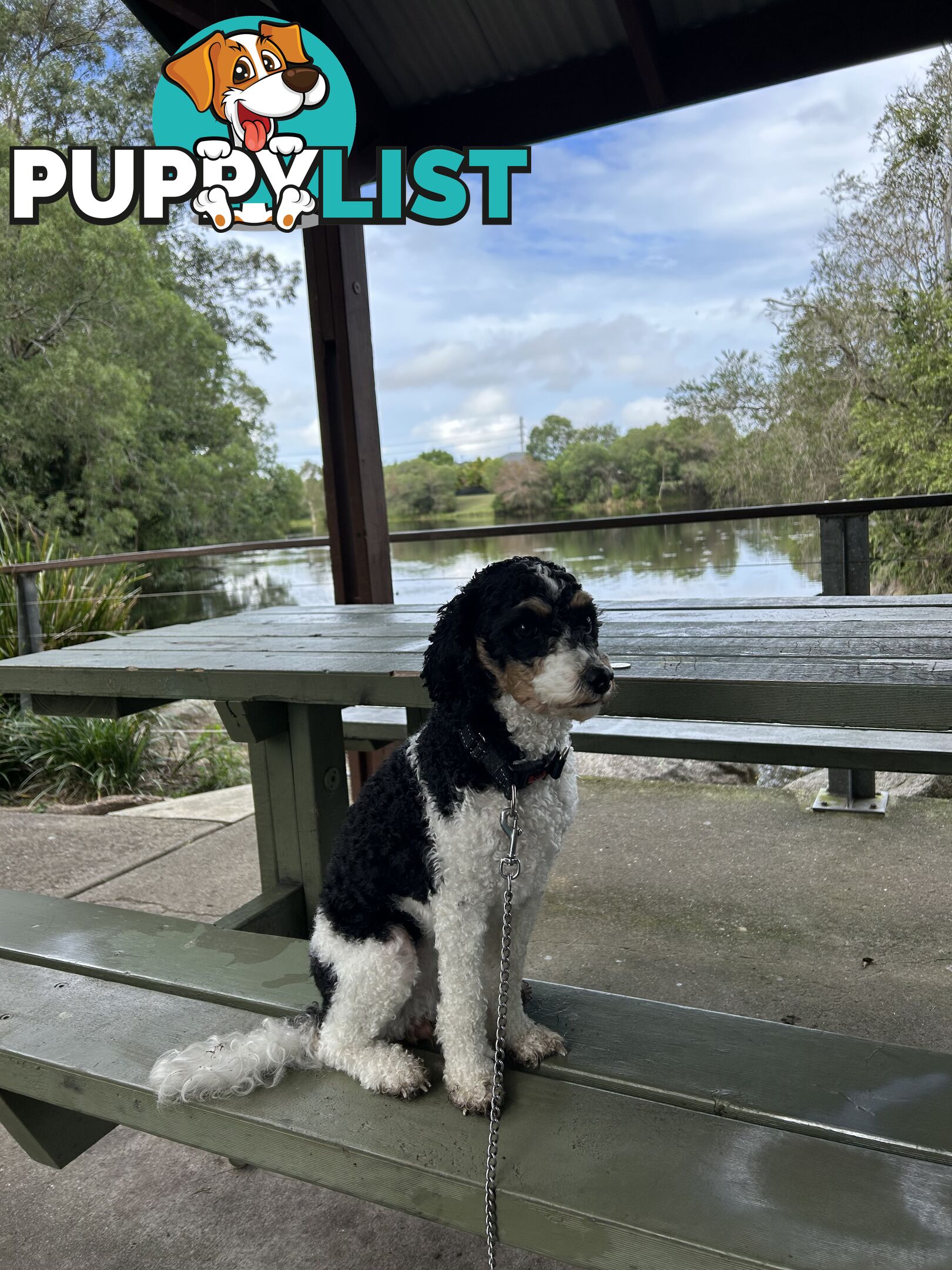 Cavoodle puppies - 2 female, 1 male