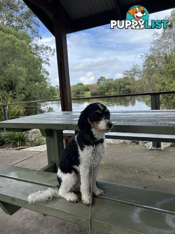 Cavoodle puppies - 2 female, 1 male