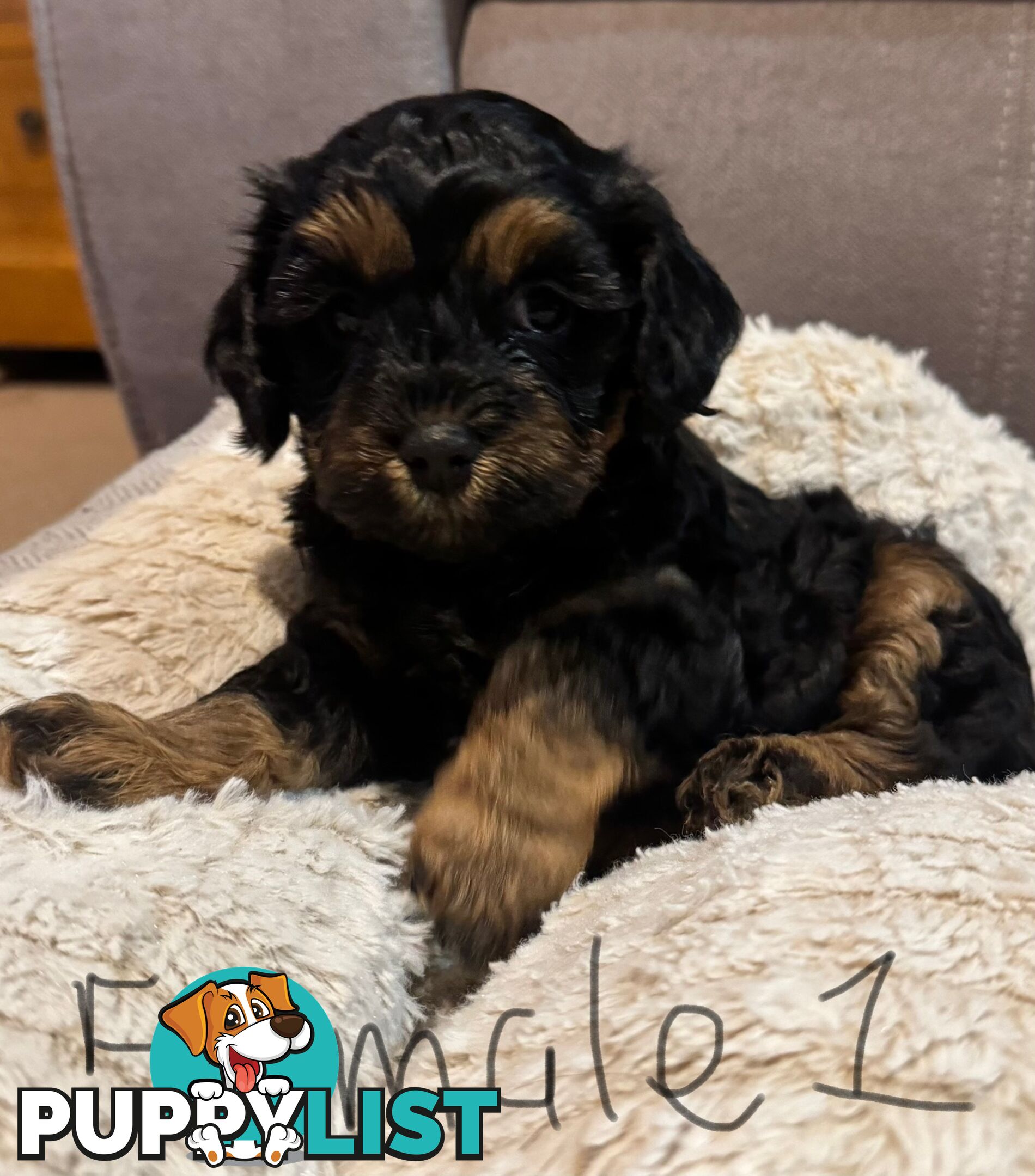 Cavoodle puppies - 2 female, 1 male
