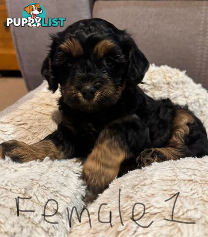 Cavoodle puppies - 2 female, 1 male