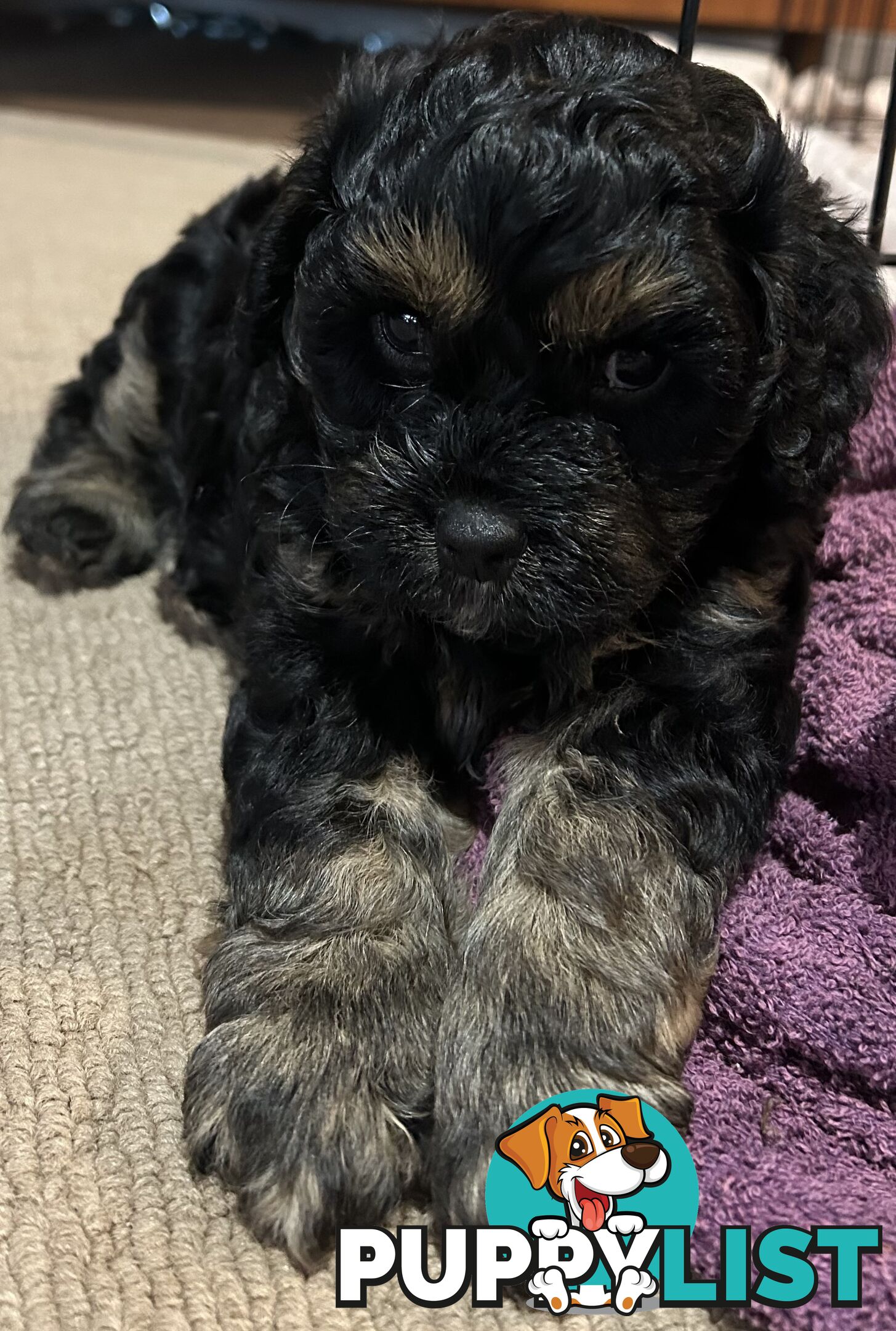 Cavoodle puppies - 2 female, 1 male