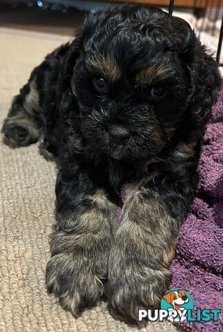 Cavoodle puppies - 2 female, 1 male
