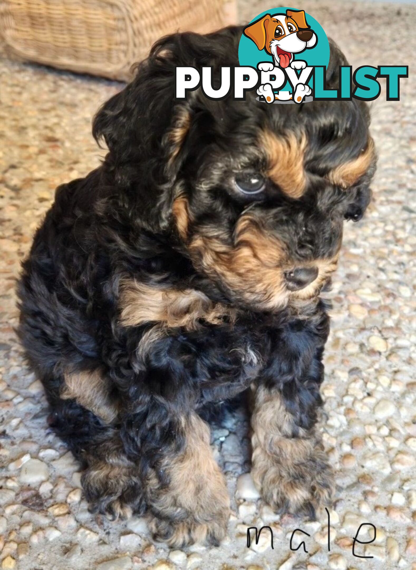 Cavoodle puppies - 2 female, 1 male