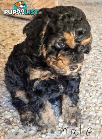 Cavoodle puppies - 2 female, 1 male