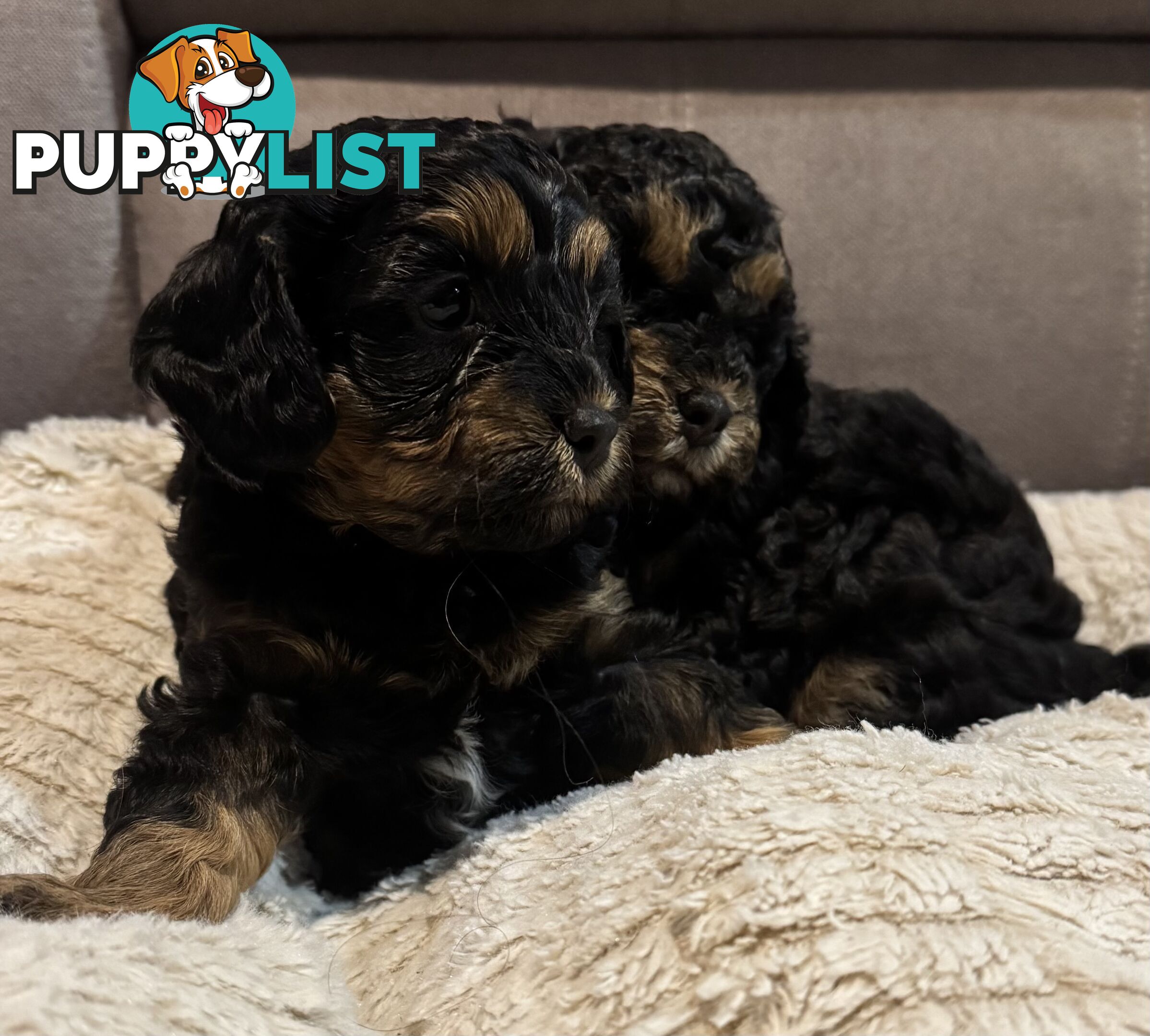 Cavoodle puppies - 2 female, 1 male
