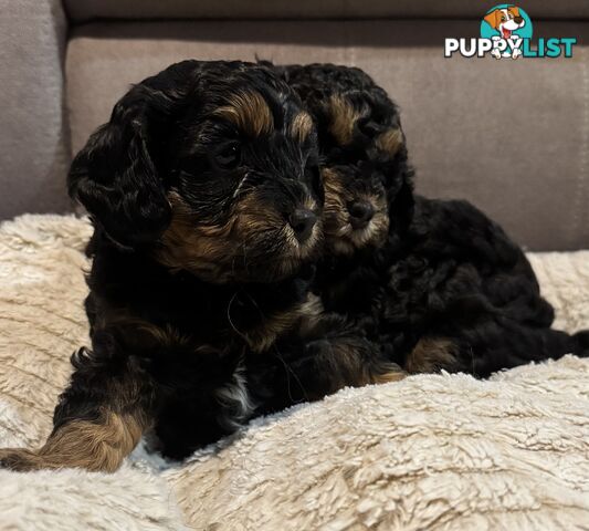 Cavoodle puppies - 2 female, 1 male