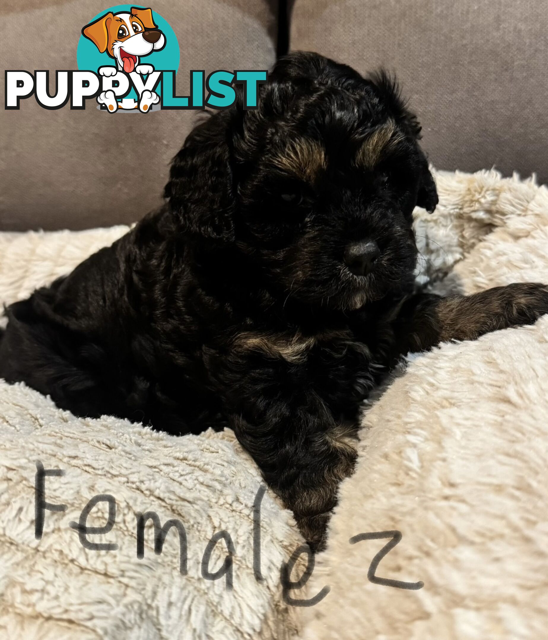 Cavoodle puppies - 2 female, 1 male