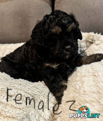 Cavoodle puppies - 2 female, 1 male