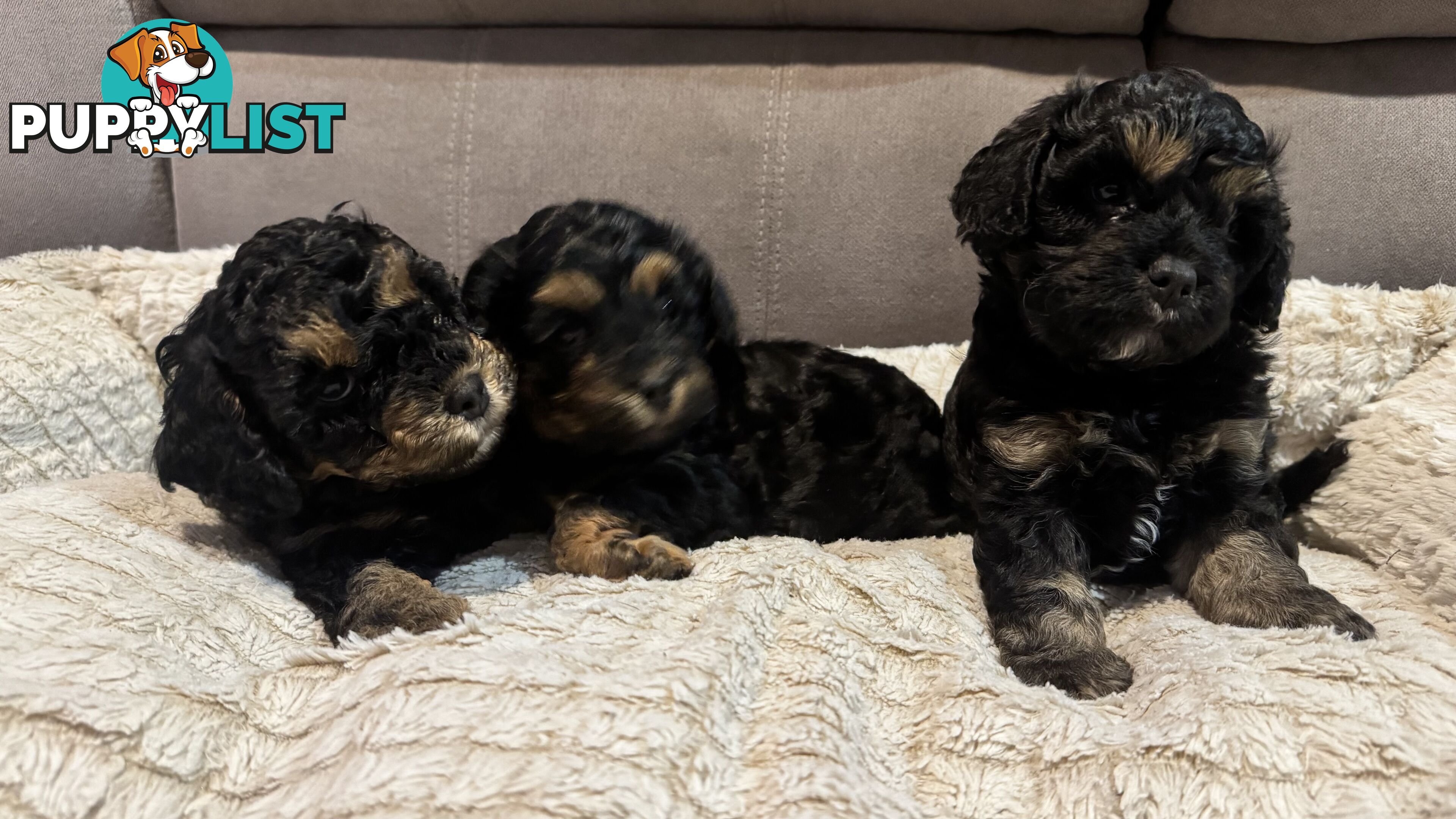 Cavoodle puppies - 2 female, 1 male