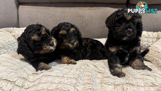 Cavoodle puppies - 2 female, 1 male