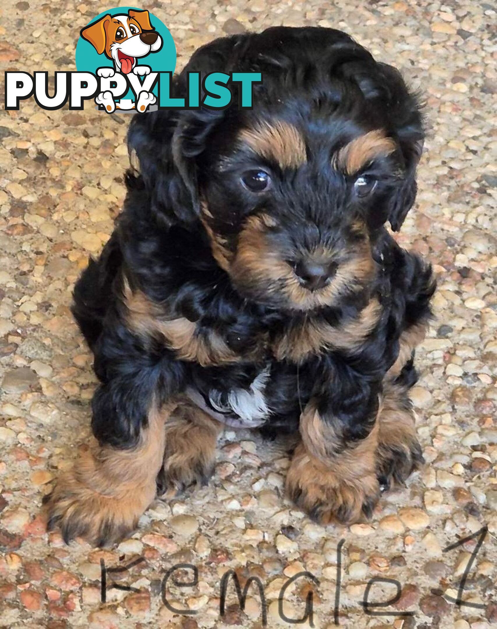 Cavoodle puppies - 2 female, 1 male