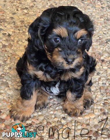 Cavoodle puppies - 2 female, 1 male