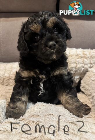 Cavoodle puppies - 2 female, 1 male