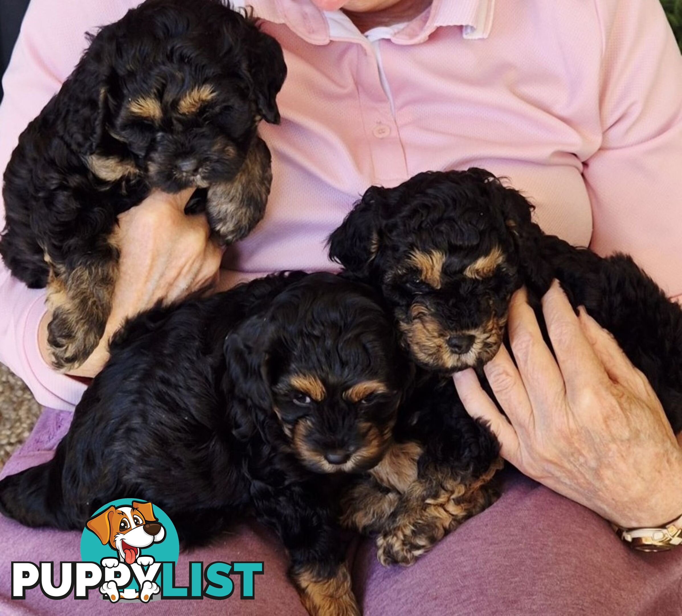 Cavoodle puppies - 2 female, 1 male