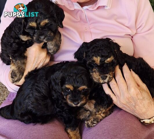 Cavoodle puppies - 2 female, 1 male