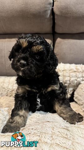 Cavoodle puppies - 2 female, 1 male