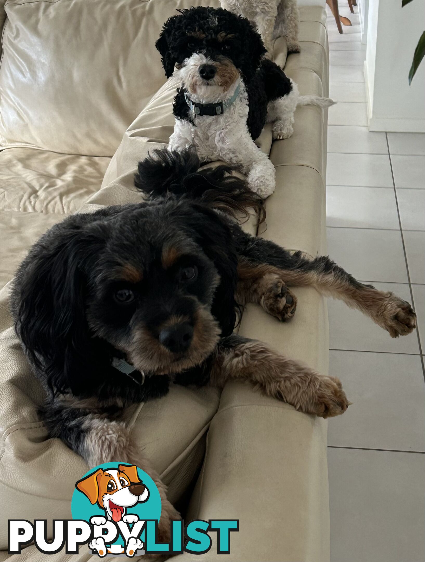 Cavoodle puppies - 2 female, 1 male