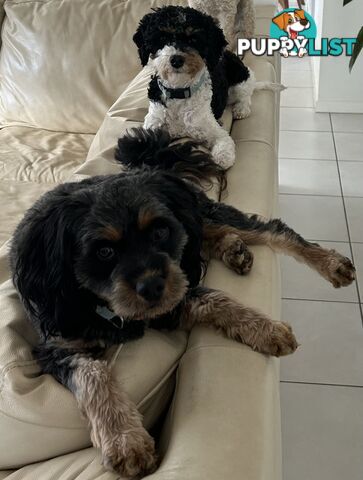 Cavoodle puppies - 2 female, 1 male