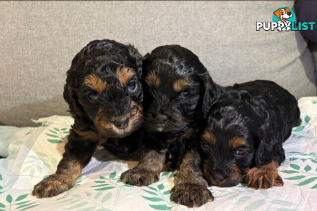 Cavoodle puppies - 2 female, 1 male