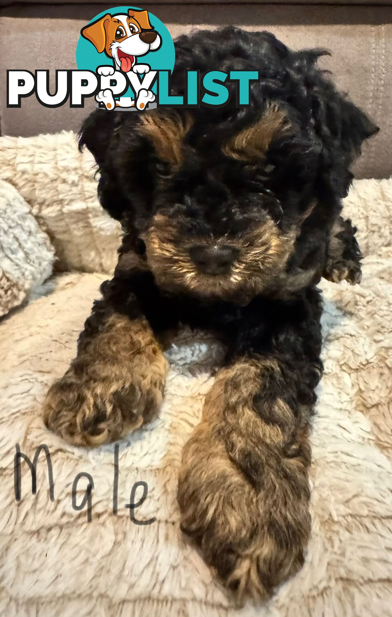 Cavoodle puppies - 2 female, 1 male