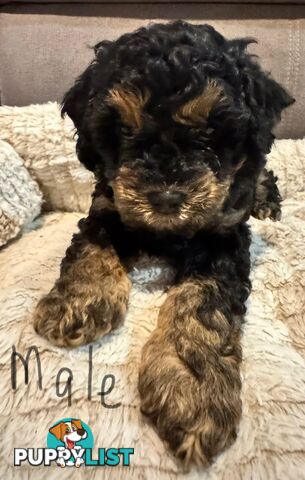 Cavoodle puppies - 2 female, 1 male