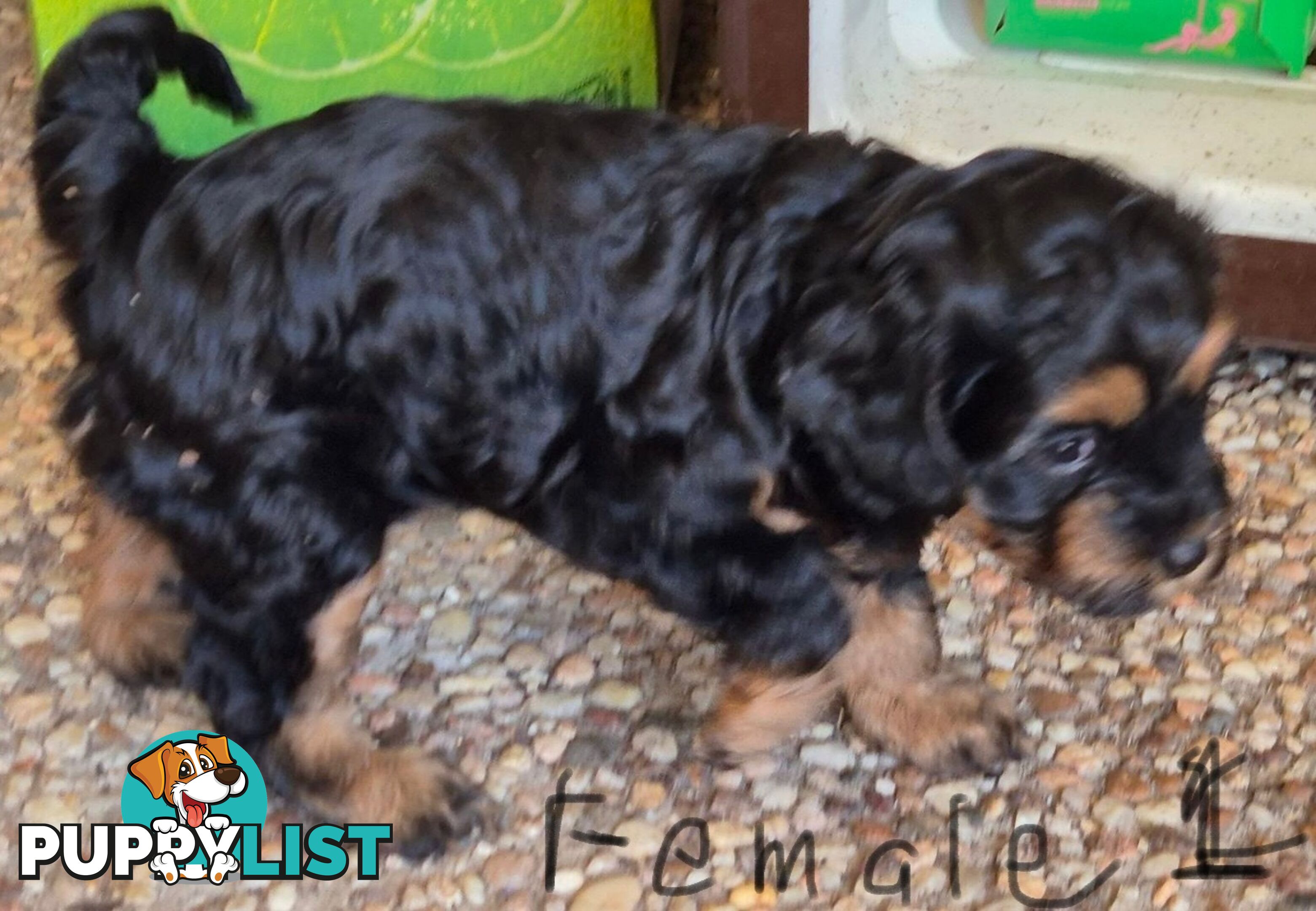 Cavoodle puppies - 2 female, 1 male