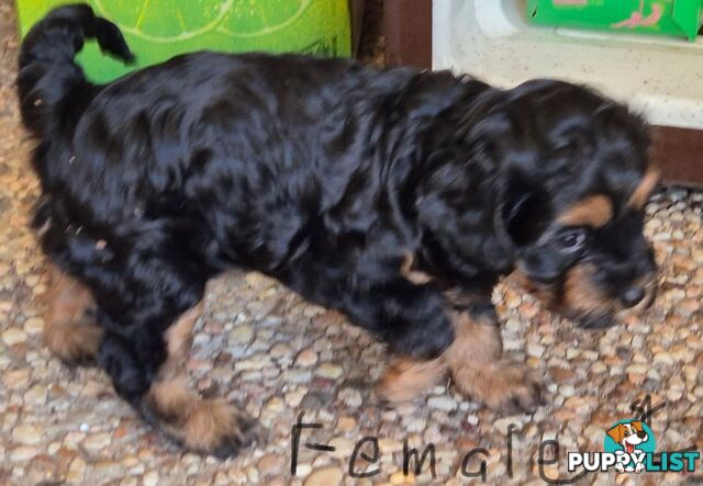 Cavoodle puppies - 2 female, 1 male