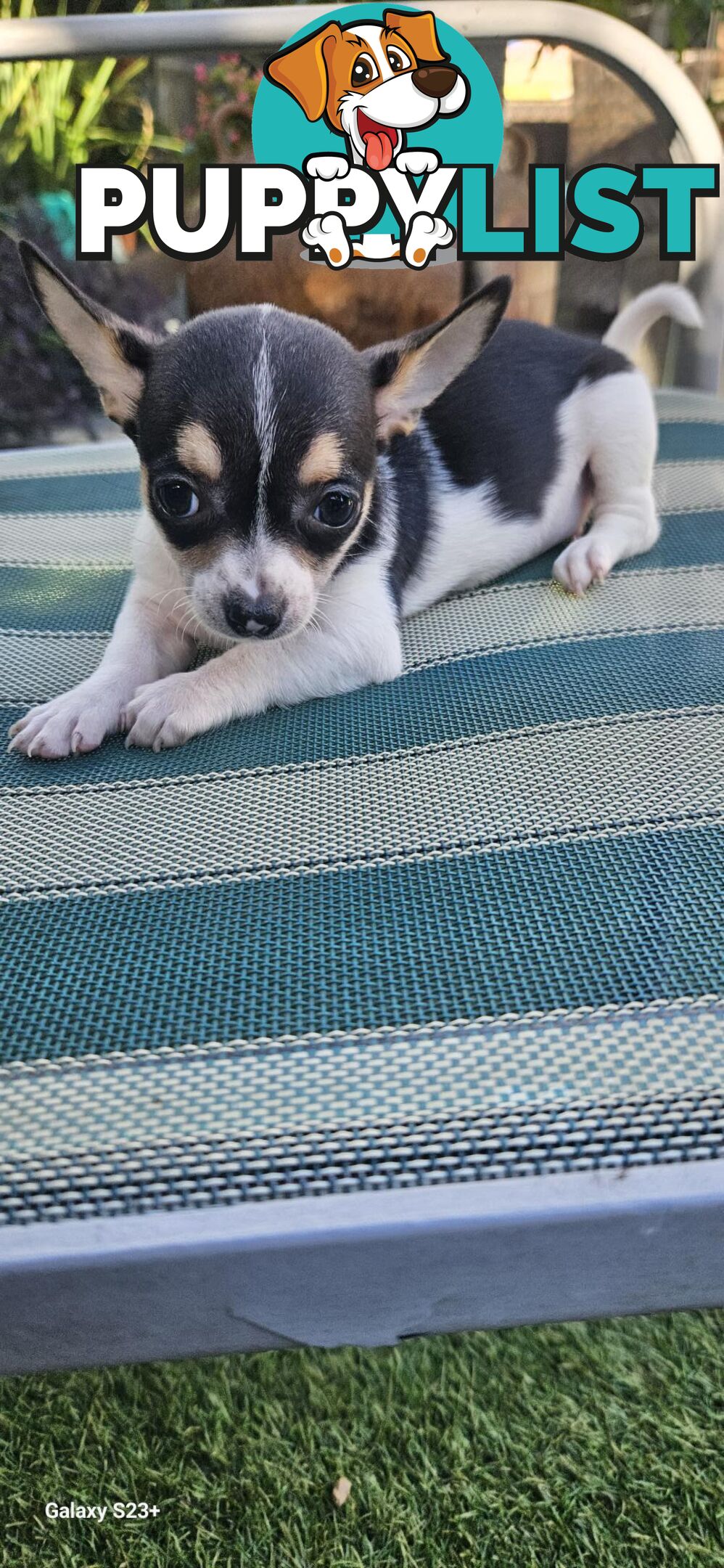 Chihuahua For Sale