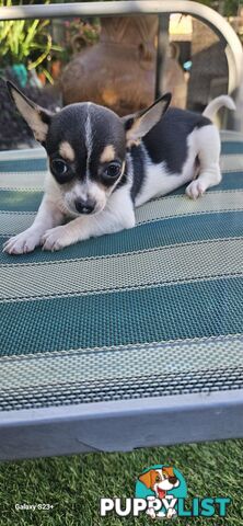 Chihuahua For Sale