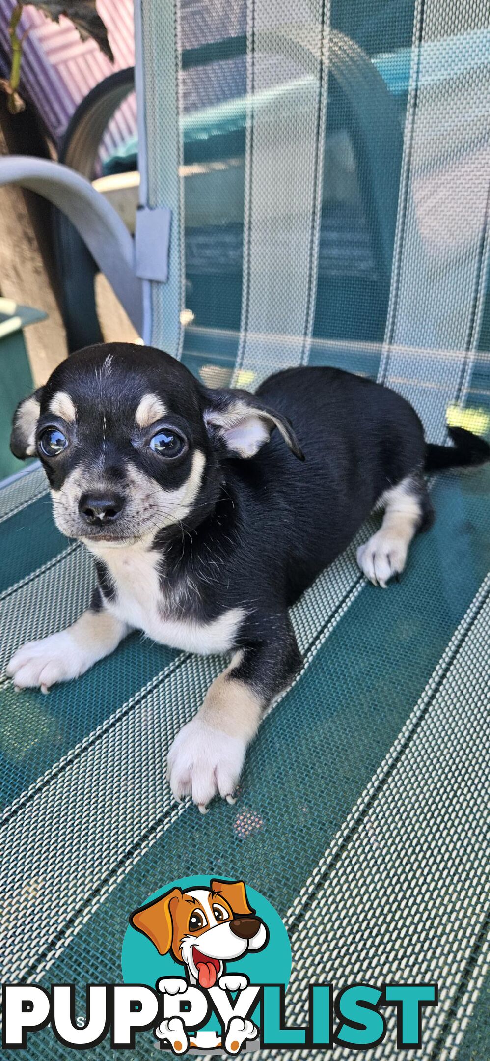 Chihuahua For Sale