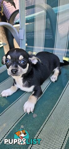 Chihuahua For Sale