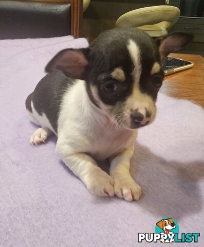 chihuahua for sale